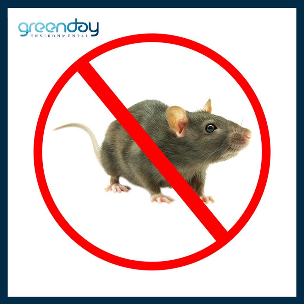 Drainage Problems – The Biggest Contributor to Rat Infestation in Homes - Blog